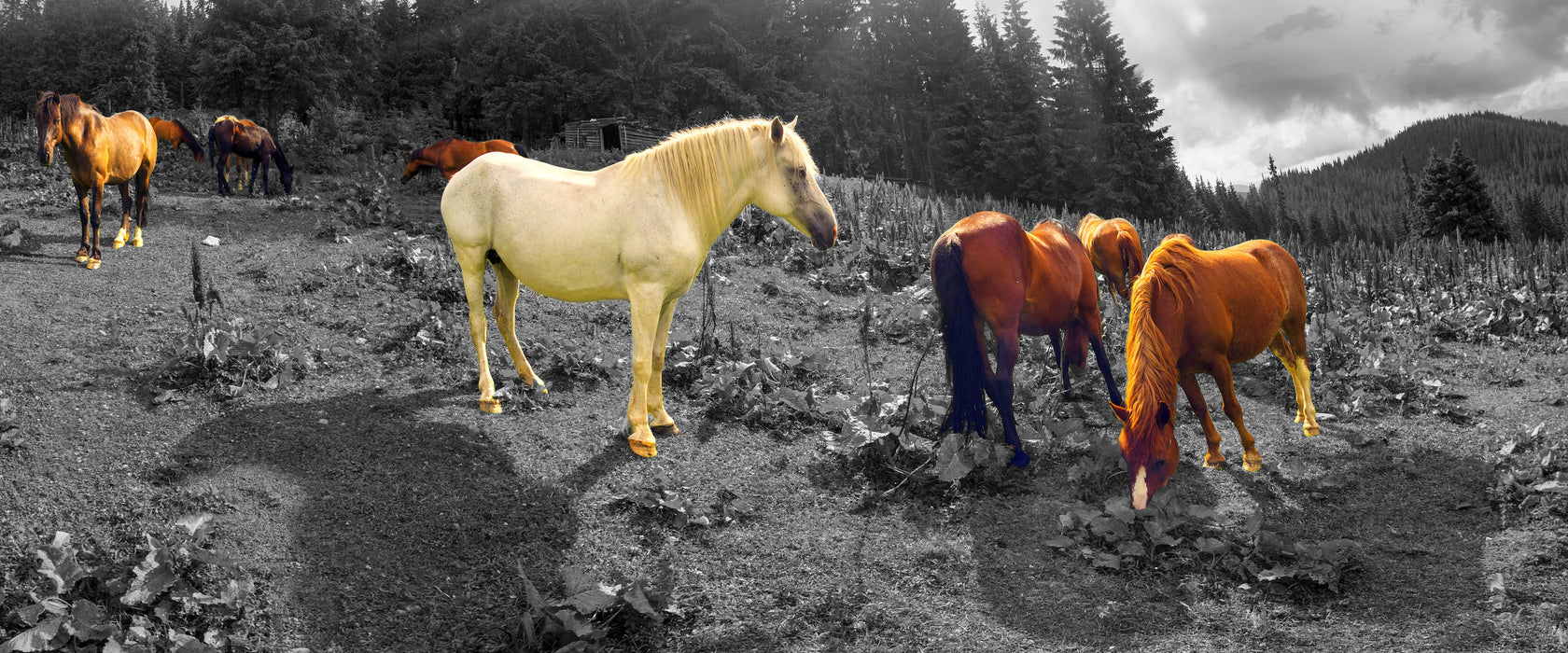 Mustangs Pferde auf den Bergen, Glasbild Panorama