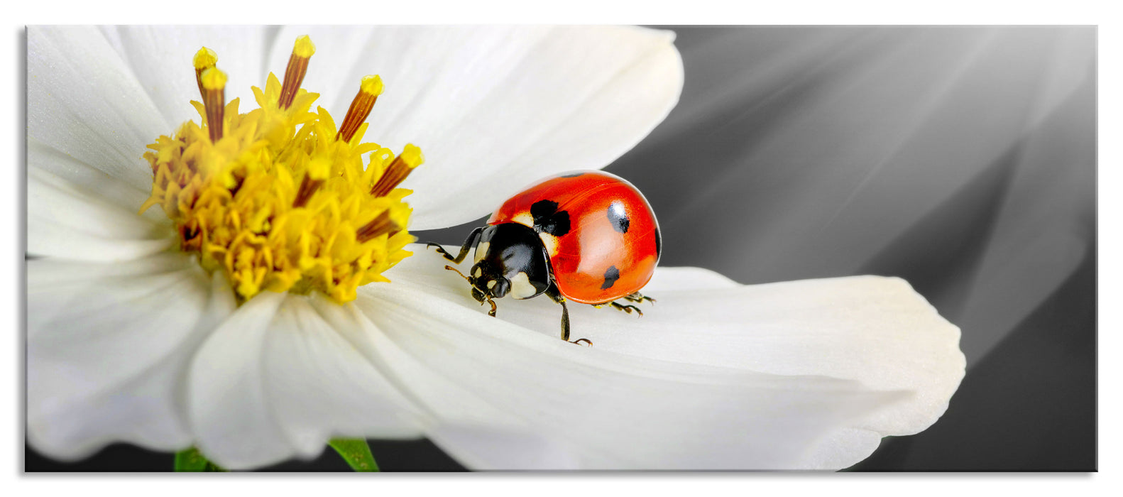 Pixxprint Marienkäfer auf einer weißen Blume, Glasbild Panorama