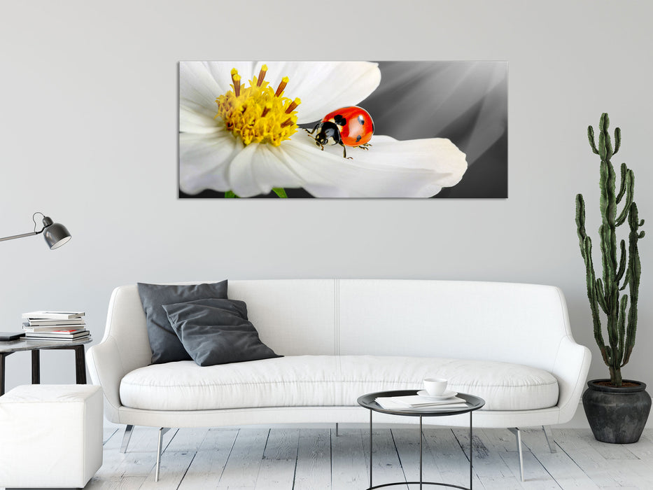 Marienkäfer auf einer weißen Blume, Glasbild Panorama