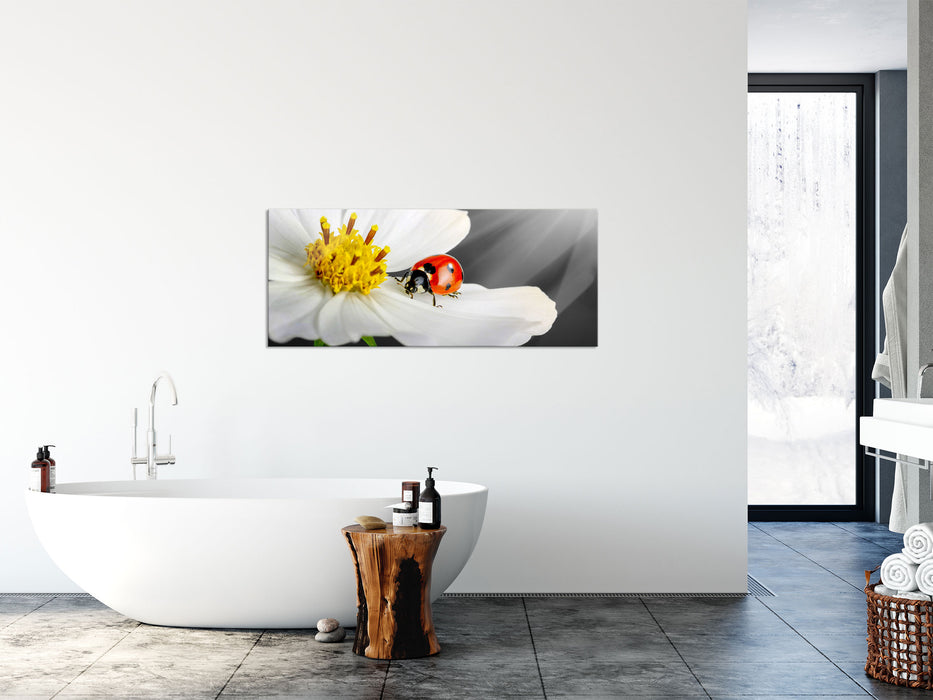 Marienkäfer auf einer weißen Blume, Glasbild Panorama