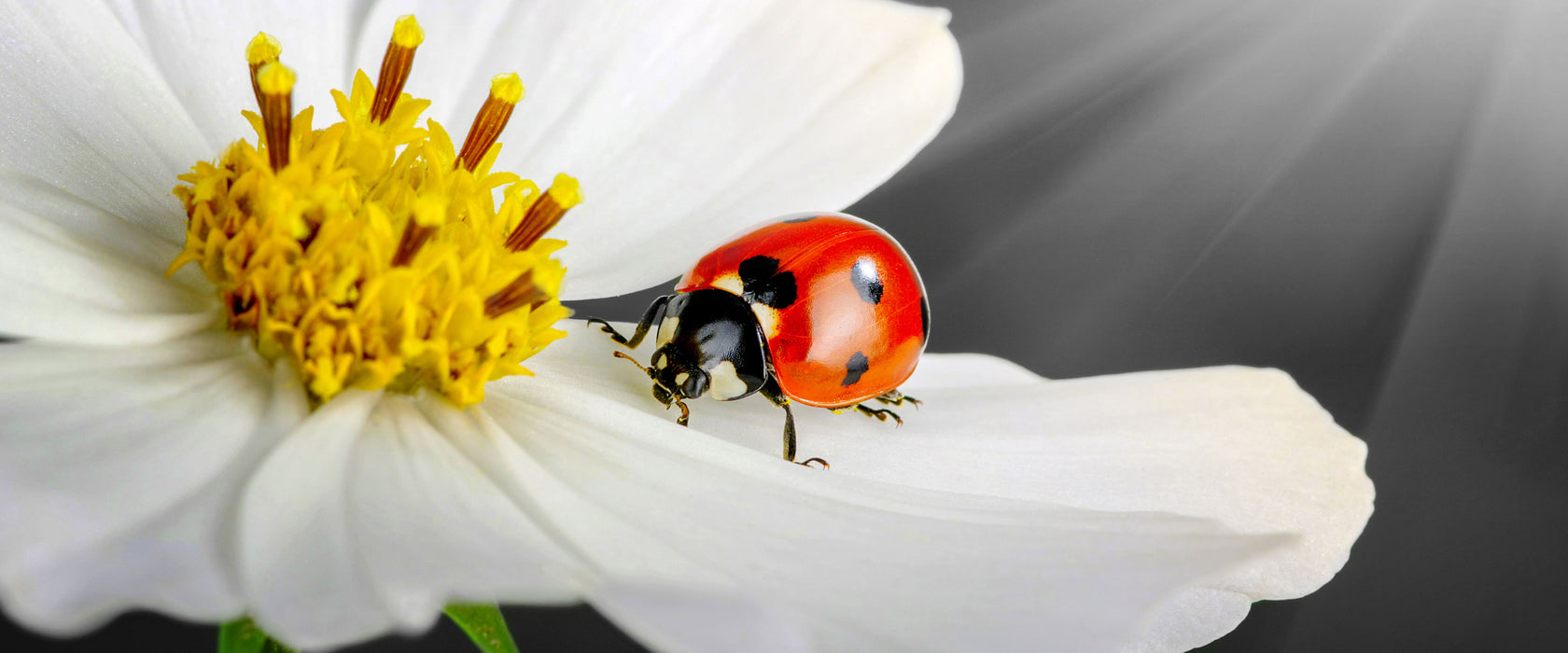 Marienkäfer auf einer weißen Blume, Glasbild Panorama