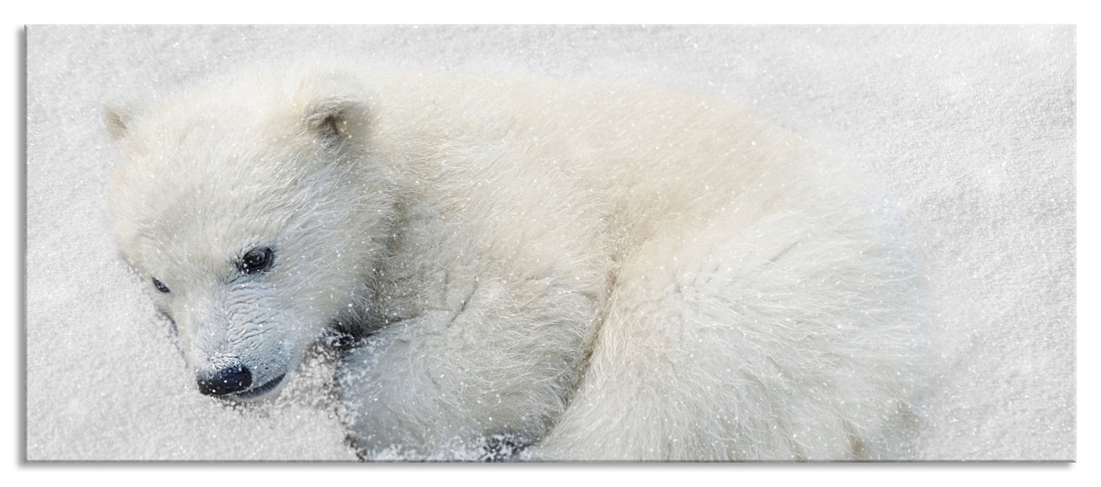 Pixxprint Eisbär im Schnee, Glasbild Panorama