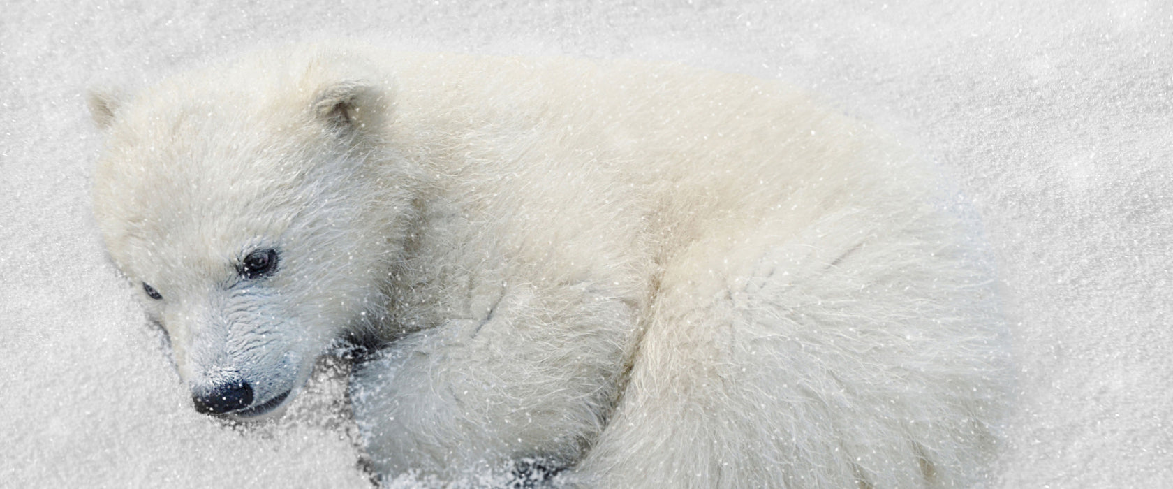 Eisbär im Schnee, Glasbild Panorama