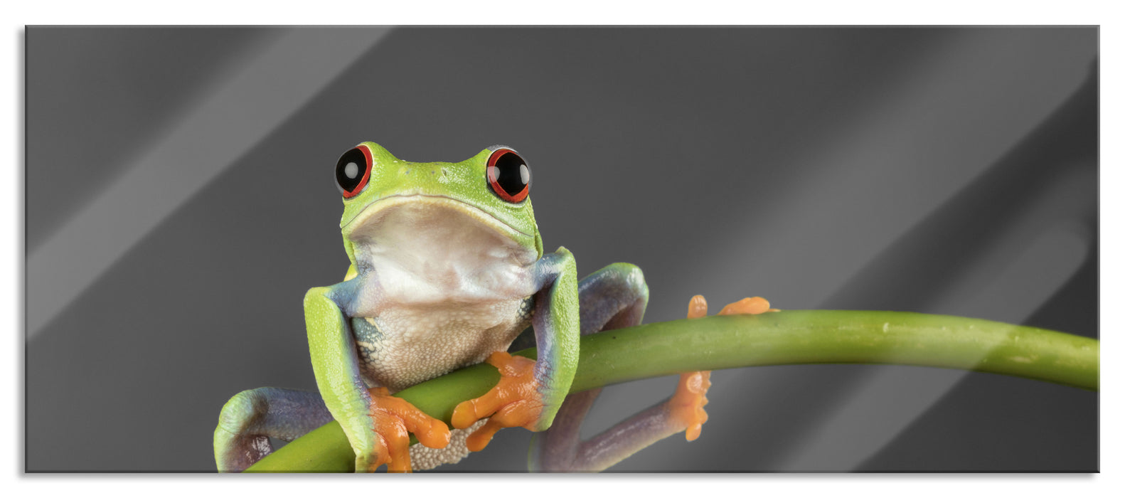 Pixxprint Baum-Frosch auf Bambus, Glasbild Panorama