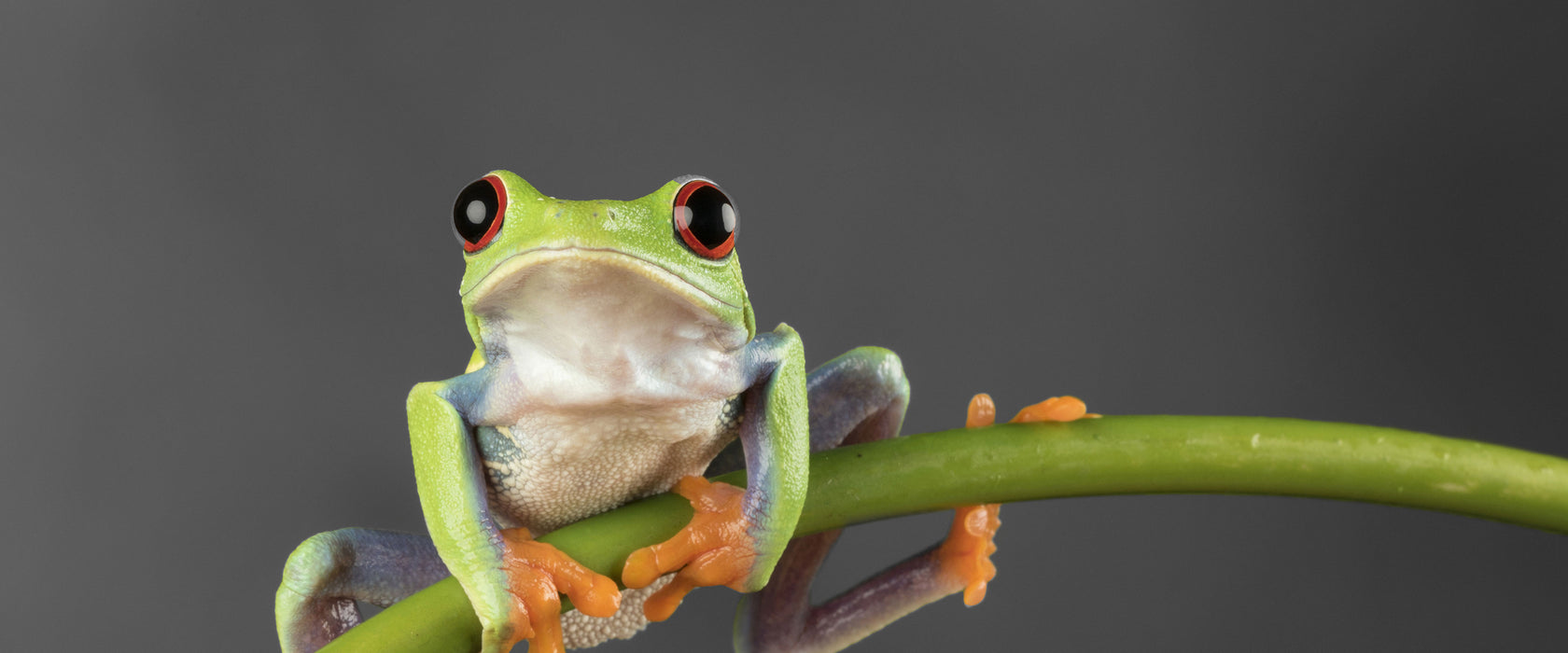 Baum-Frosch auf Bambus, Glasbild Panorama