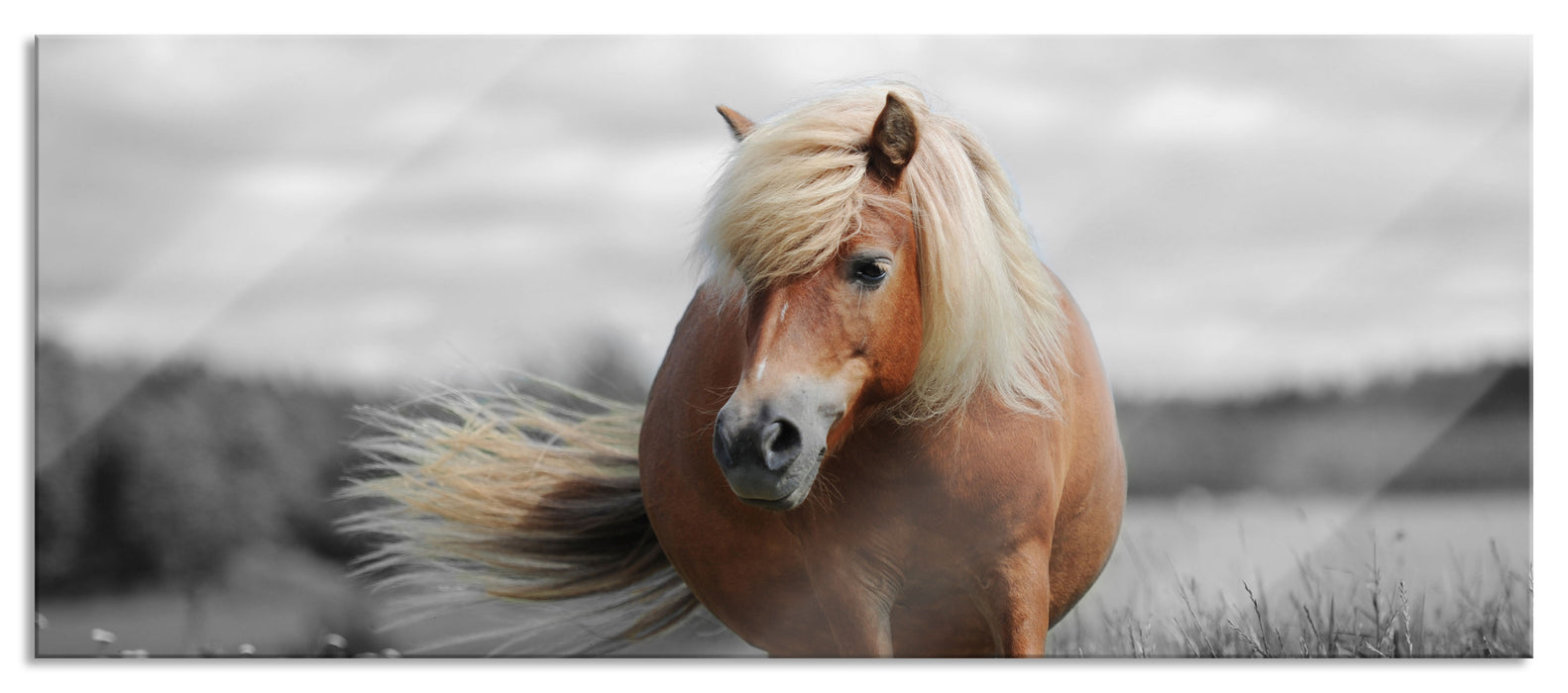 Pixxprint Shetlandpony auf der Wiese, Glasbild Panorama