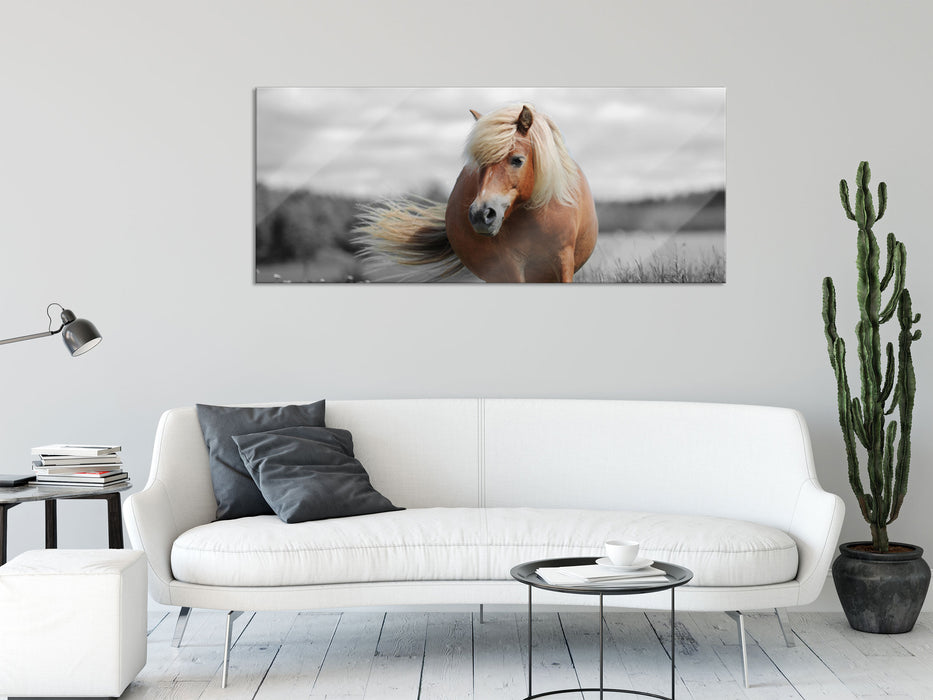 Shetlandpony auf der Wiese, Glasbild Panorama