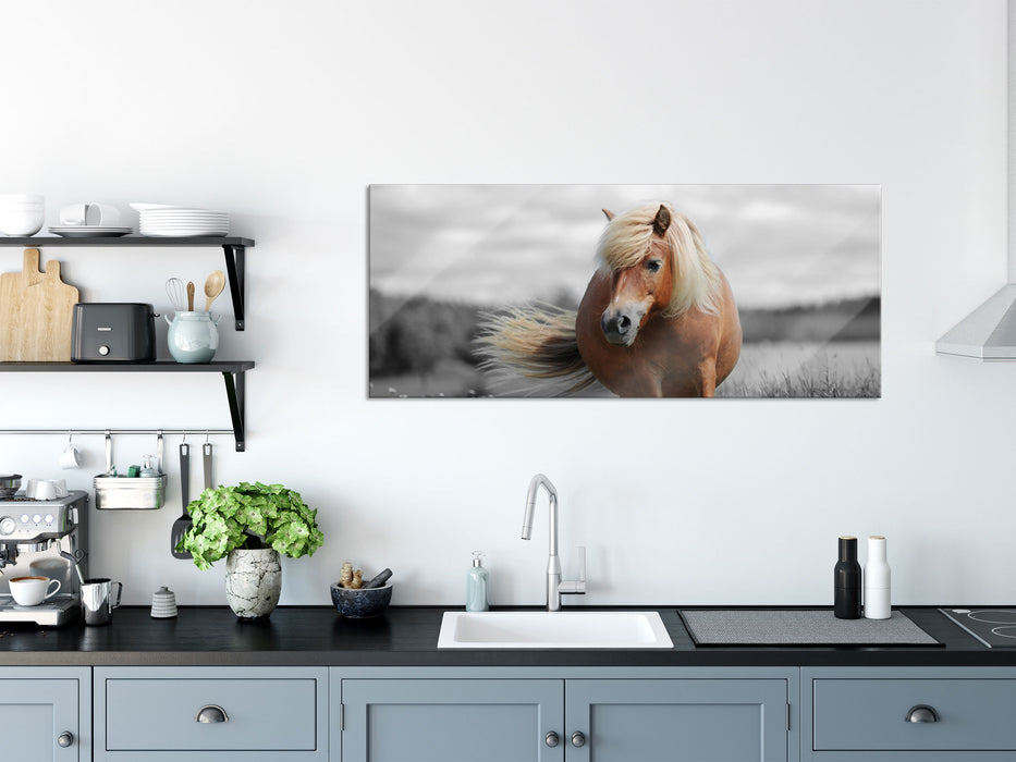 Shetlandpony auf der Wiese, Glasbild Panorama