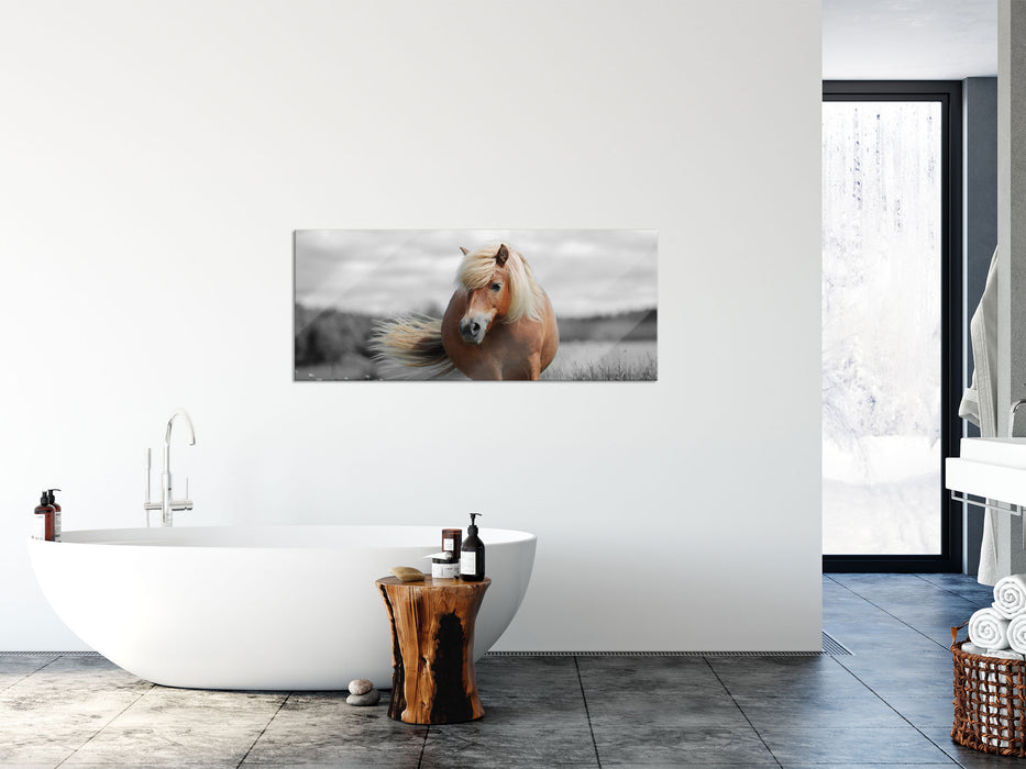 Shetlandpony auf der Wiese, Glasbild Panorama