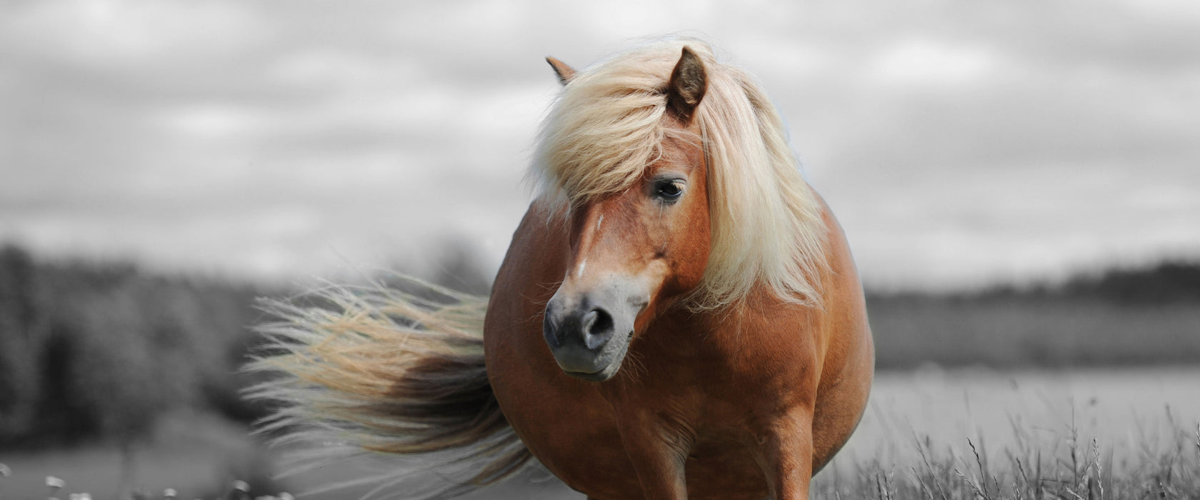 Shetlandpony auf der Wiese, Glasbild Panorama