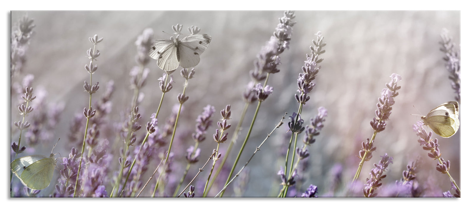 Pixxprint Schmetterlinge auf Lavendelblumen, Glasbild Panorama