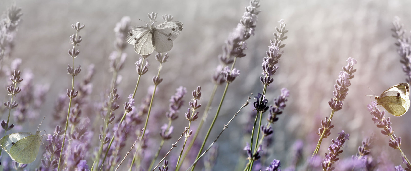 Schmetterlinge auf Lavendelblumen, Glasbild Panorama