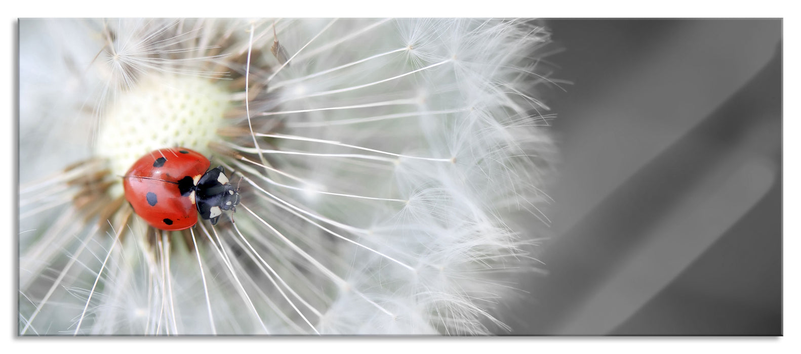 Pixxprint Marienkäfer auf einem Löwenzahn, Glasbild Panorama