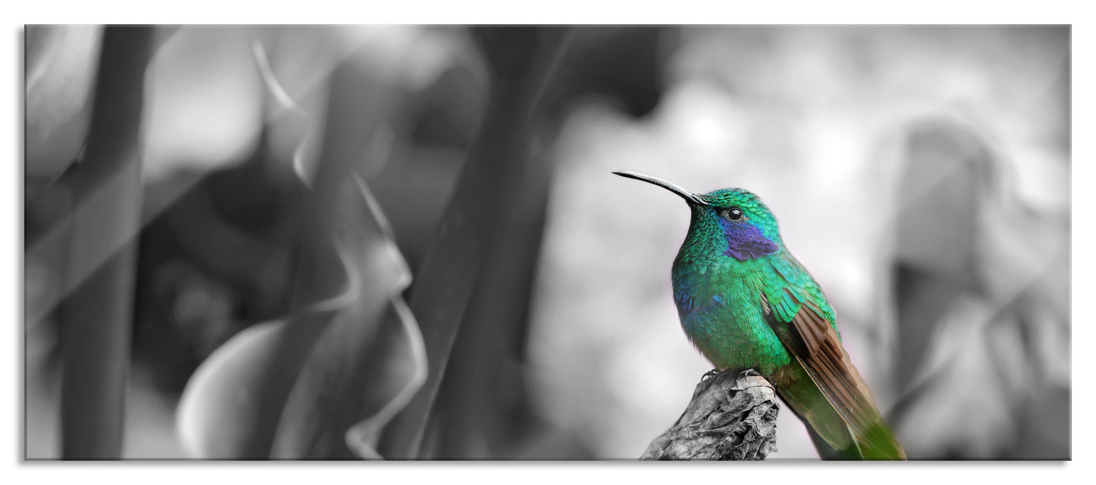 Pixxprint Kolibri in seinem Lebensraum, Glasbild Panorama