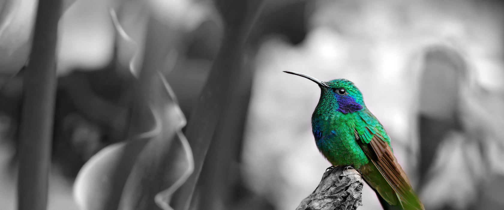 Kolibri in seinem Lebensraum, Glasbild Panorama