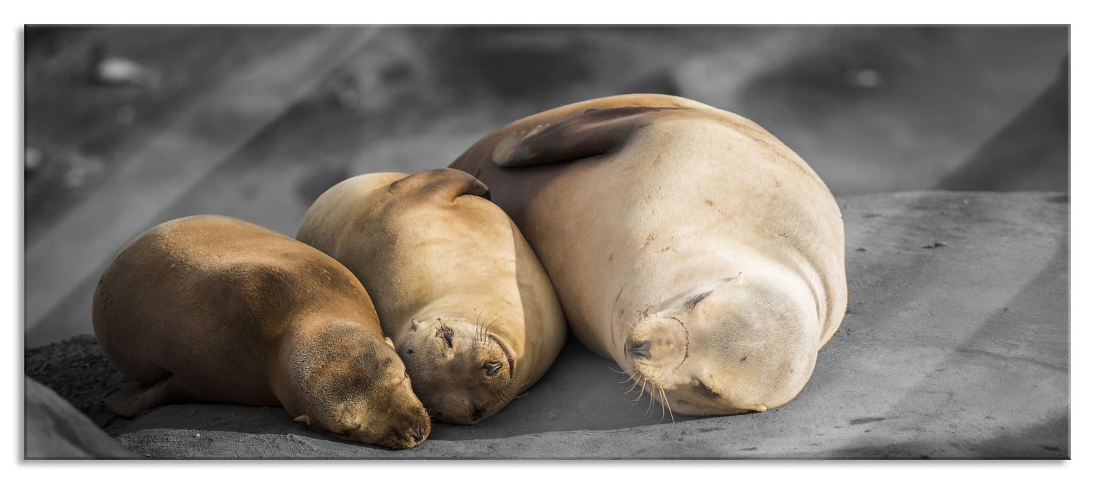 Pixxprint Familie Seelöwen in der Sonne, Glasbild Panorama