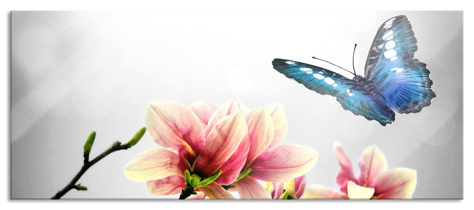 Pixxprint Schmetterling mit Magnolien-Blüte, Glasbild Panorama