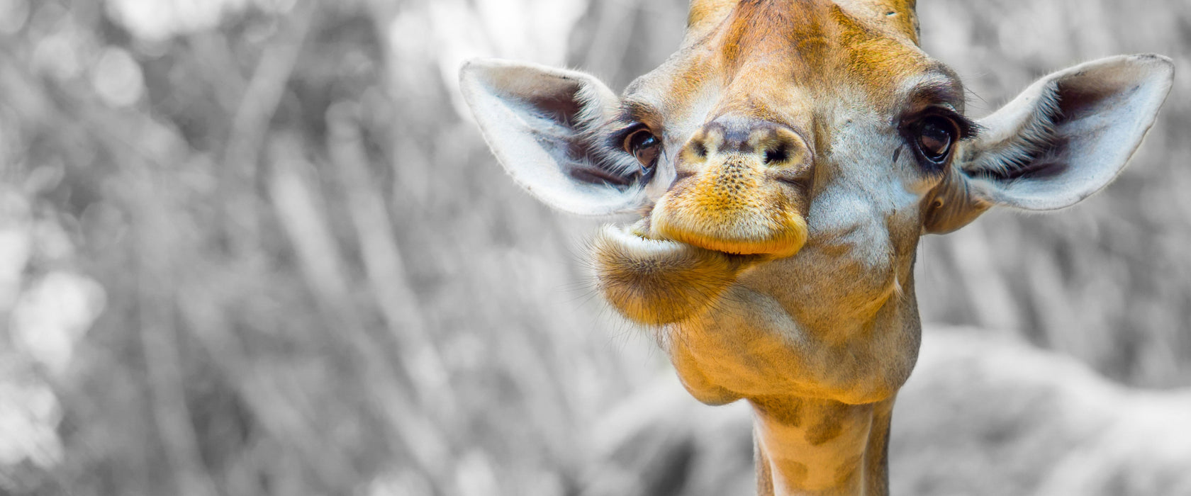 Giraffe in der Natur, Glasbild Panorama