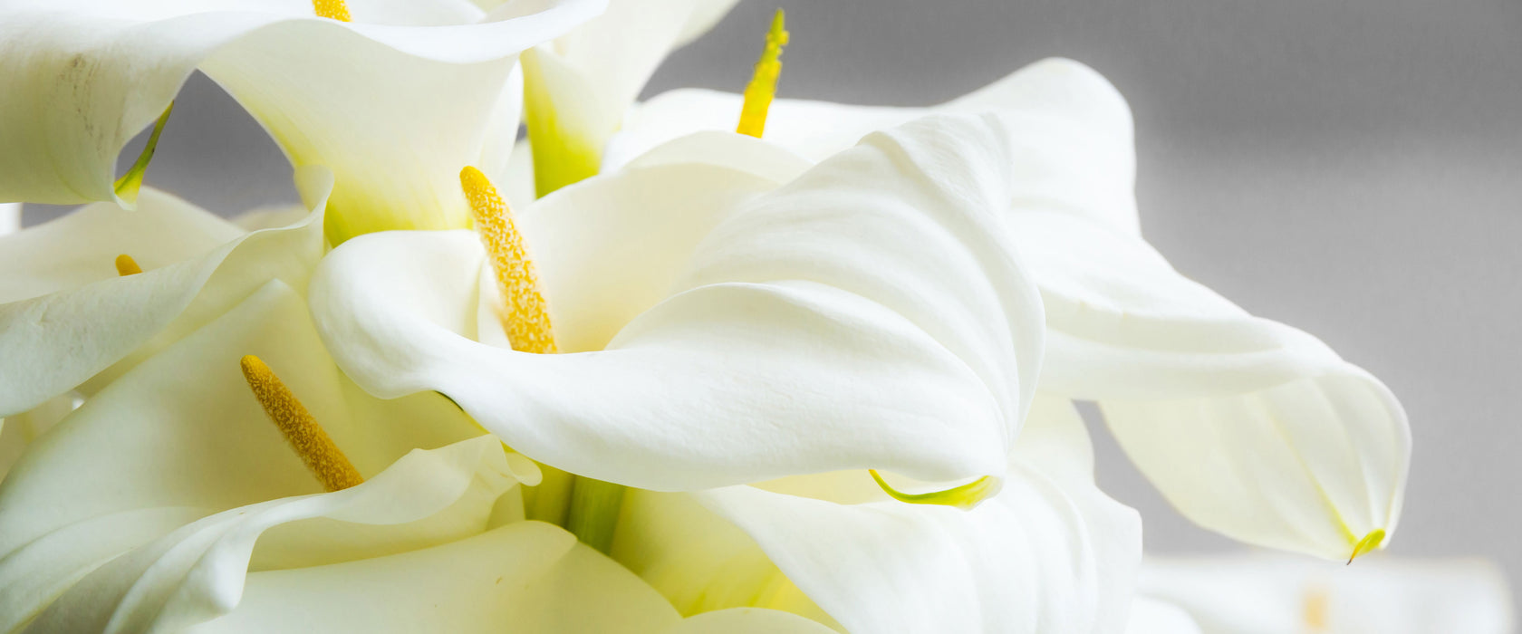 Wunderschöne weiße Calla Lilien, Glasbild Panorama