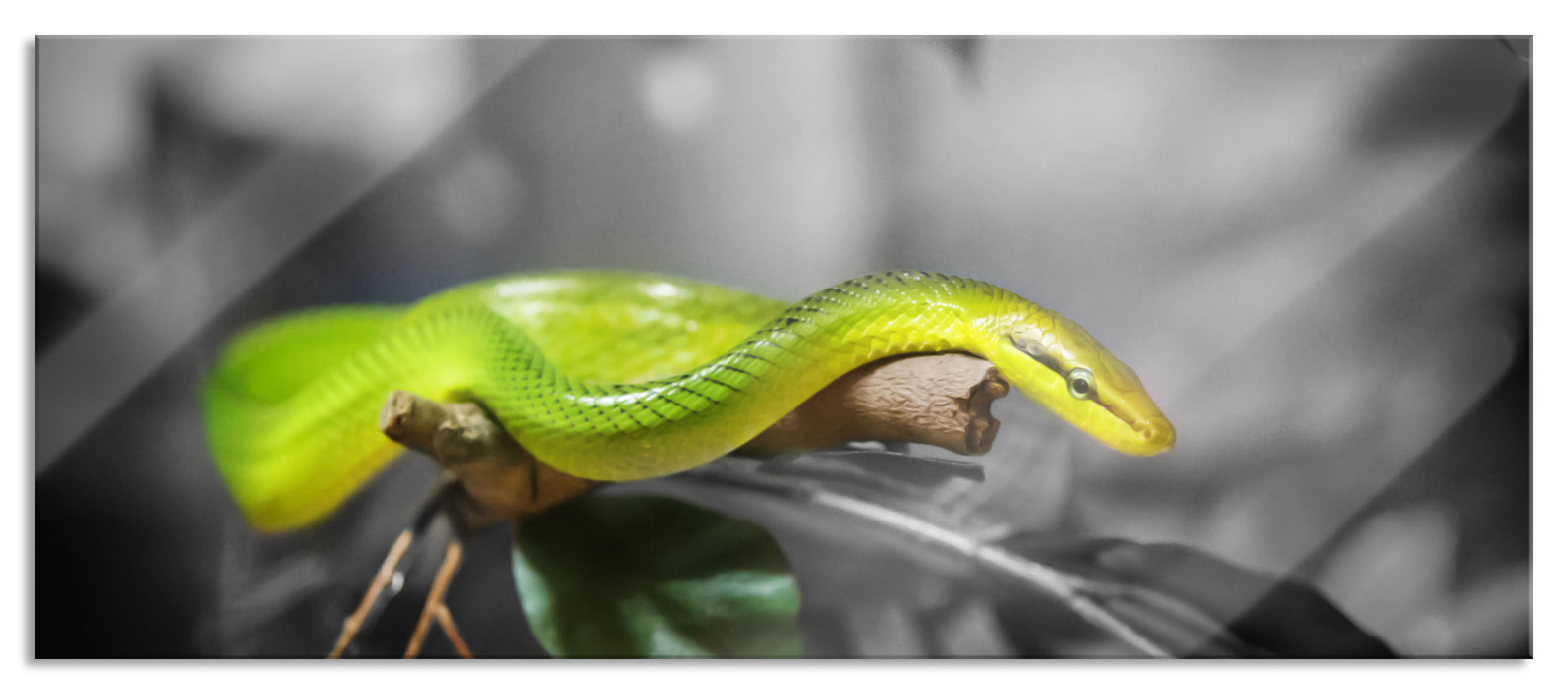 Pixxprint Raue grüne Schlange, Glasbild Panorama