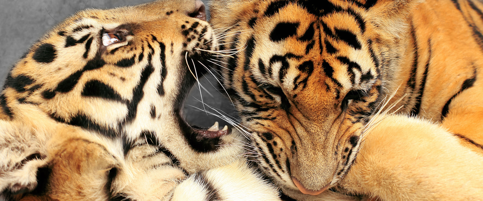 Zwei junge Tiger beim Kämpfen, Glasbild Panorama