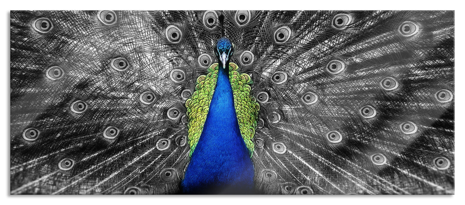 Pixxprint Schöner Pfau mit seinem Gefieder, Glasbild Panorama