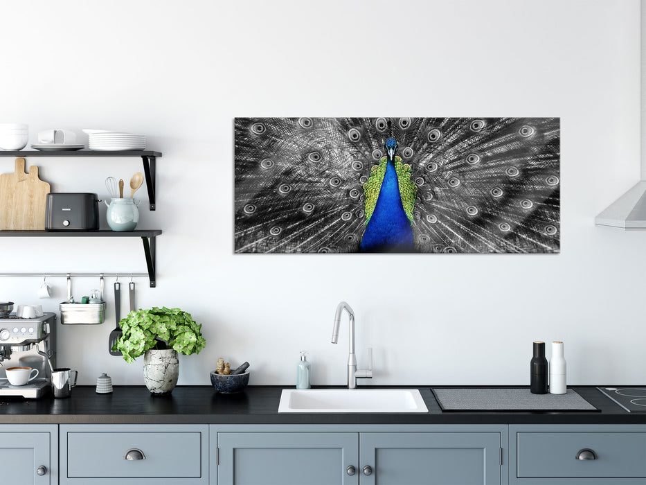 Schöner Pfau mit seinem Gefieder, Glasbild Panorama