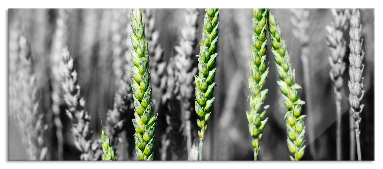 Pixxprint Grüne Weizen auf dem Feld, Glasbild Panorama