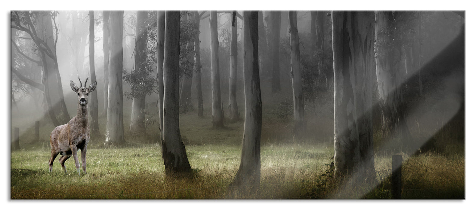 Pixxprint Hirsch im Wald, Glasbild Panorama