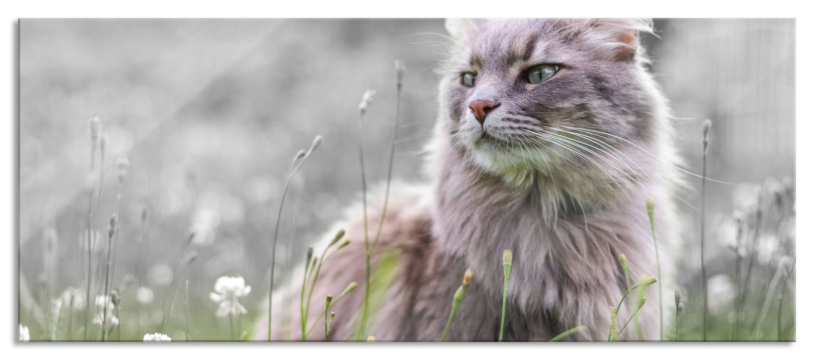 Pixxprint Katze in der Wildnis, Glasbild Panorama