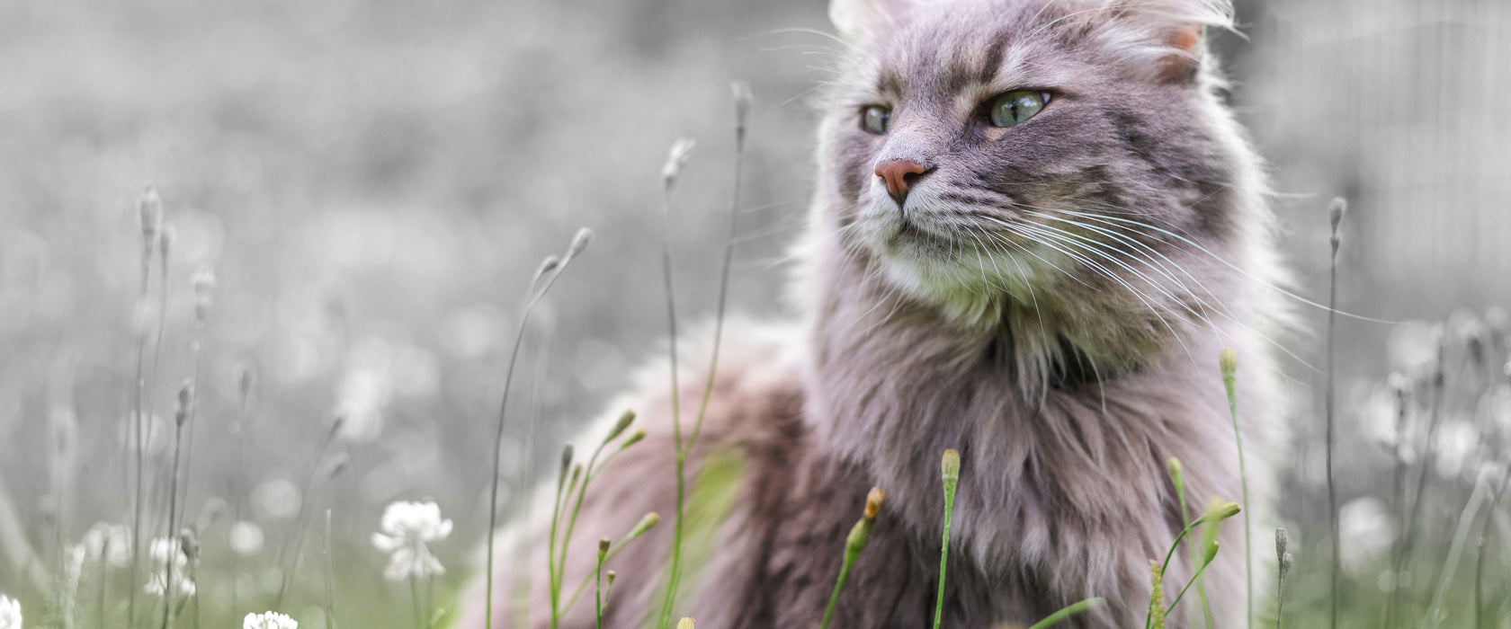 Katze in der Wildnis, Glasbild Panorama