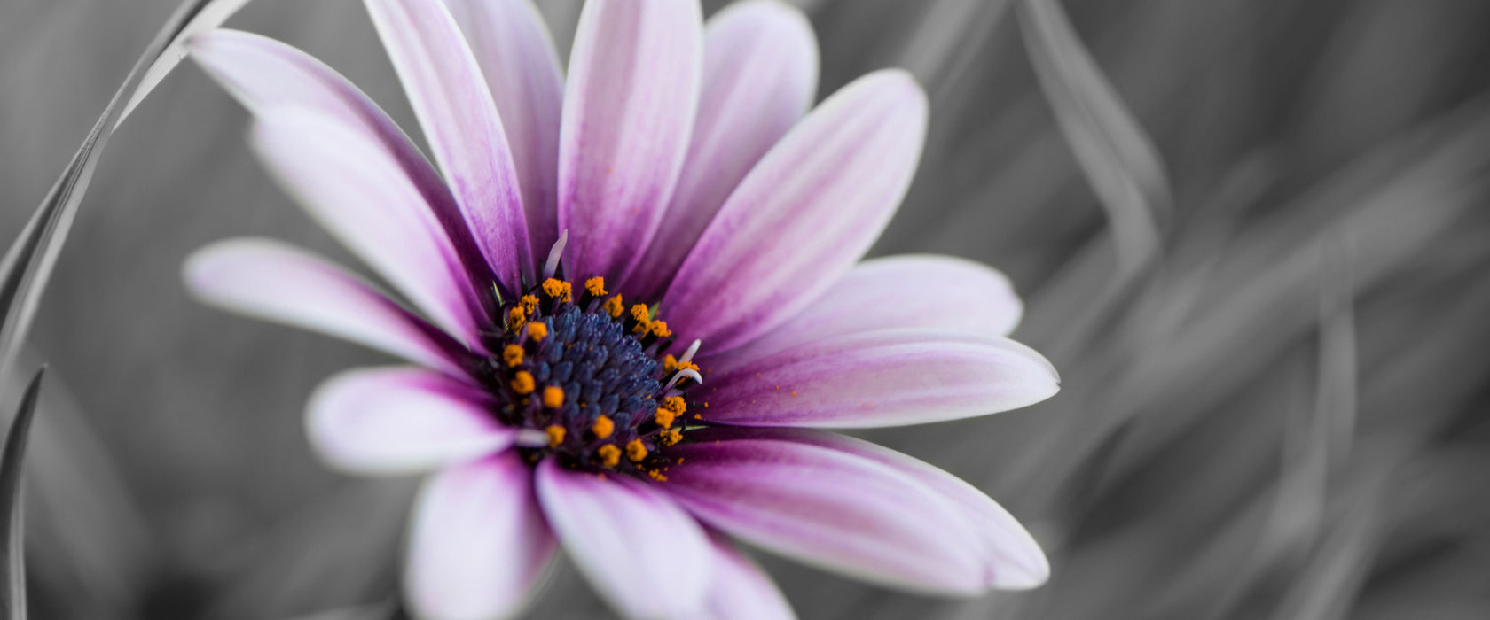 Blume in der Natur, Glasbild Panorama