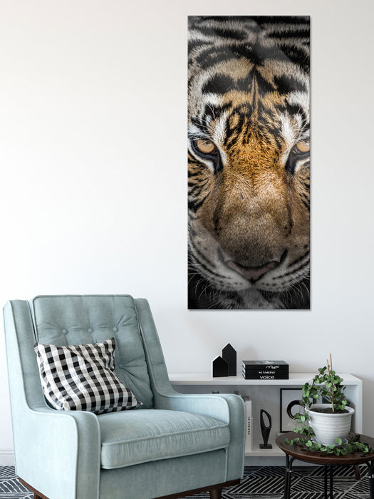 Tiger mit hellbraunen Augen, Glasbild Panorama