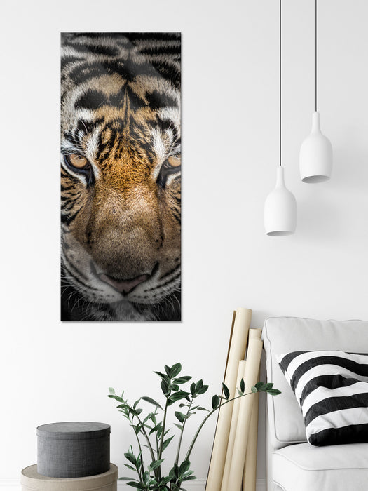 Tiger mit hellbraunen Augen, Glasbild Panorama