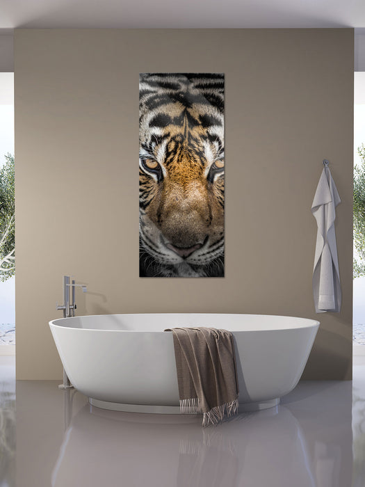 Tiger mit hellbraunen Augen, Glasbild Panorama