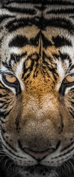 Tiger mit hellbraunen Augen, Glasbild Panorama