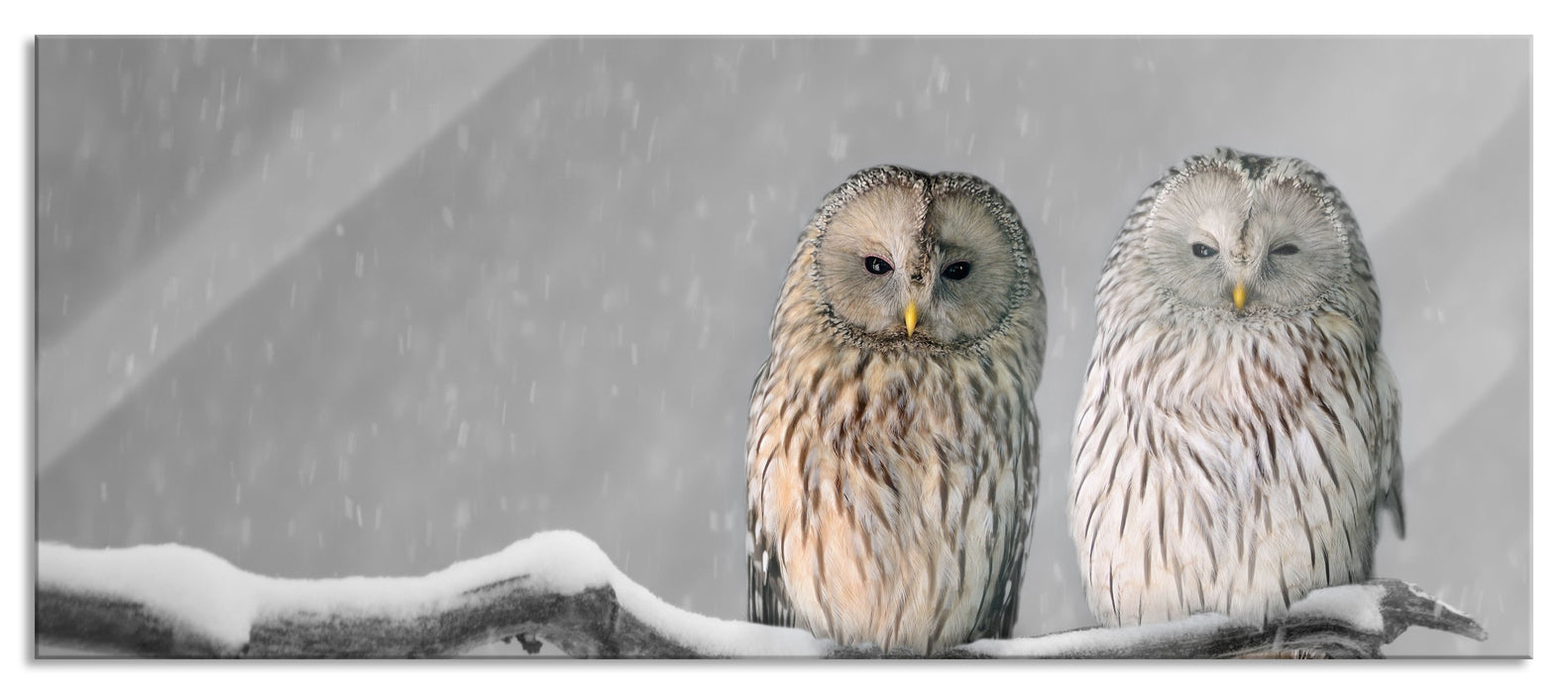 Pixxprint Zwei Eulen in Winterlandschaft, Glasbild Panorama