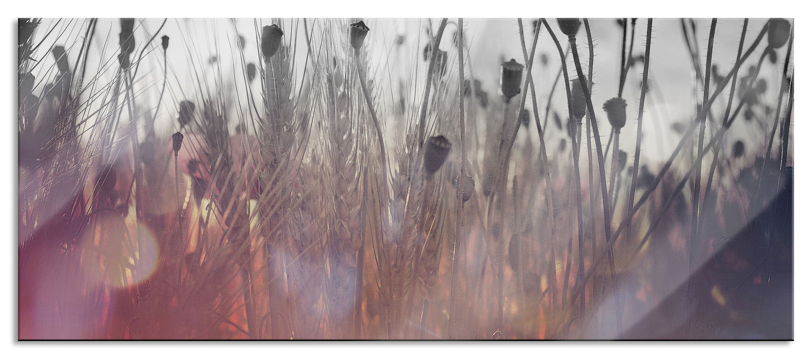 Pixxprint Mohn im Weizenfeld, Glasbild Panorama