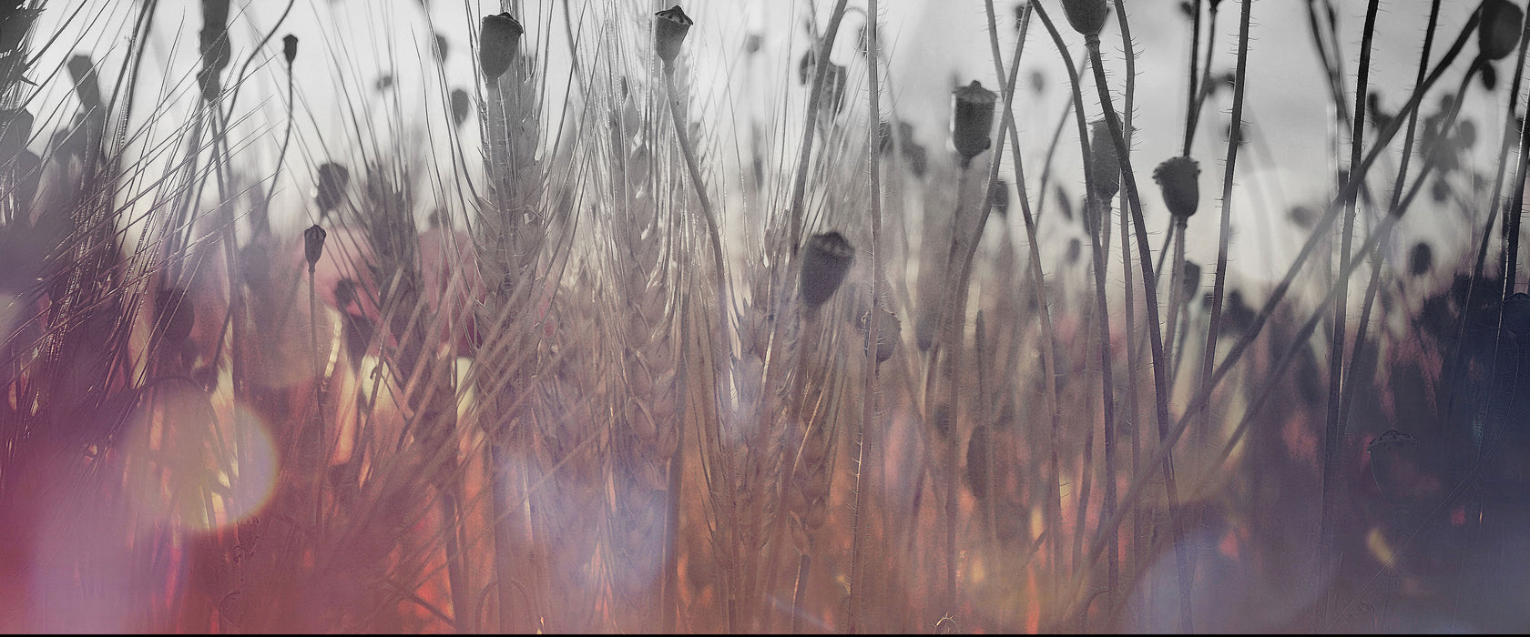 Mohn im Weizenfeld, Glasbild Panorama