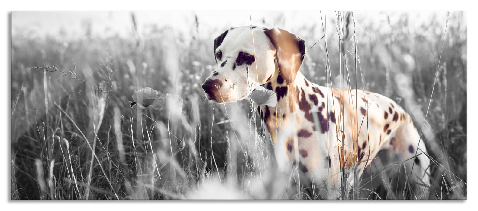 Pixxprint Neugieriger Hund im Feld, Glasbild Panorama