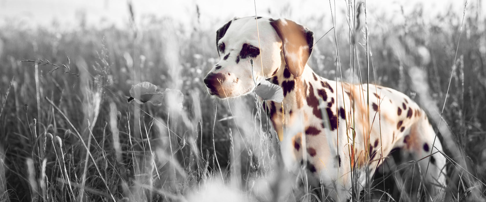 Neugieriger Hund im Feld, Glasbild Panorama