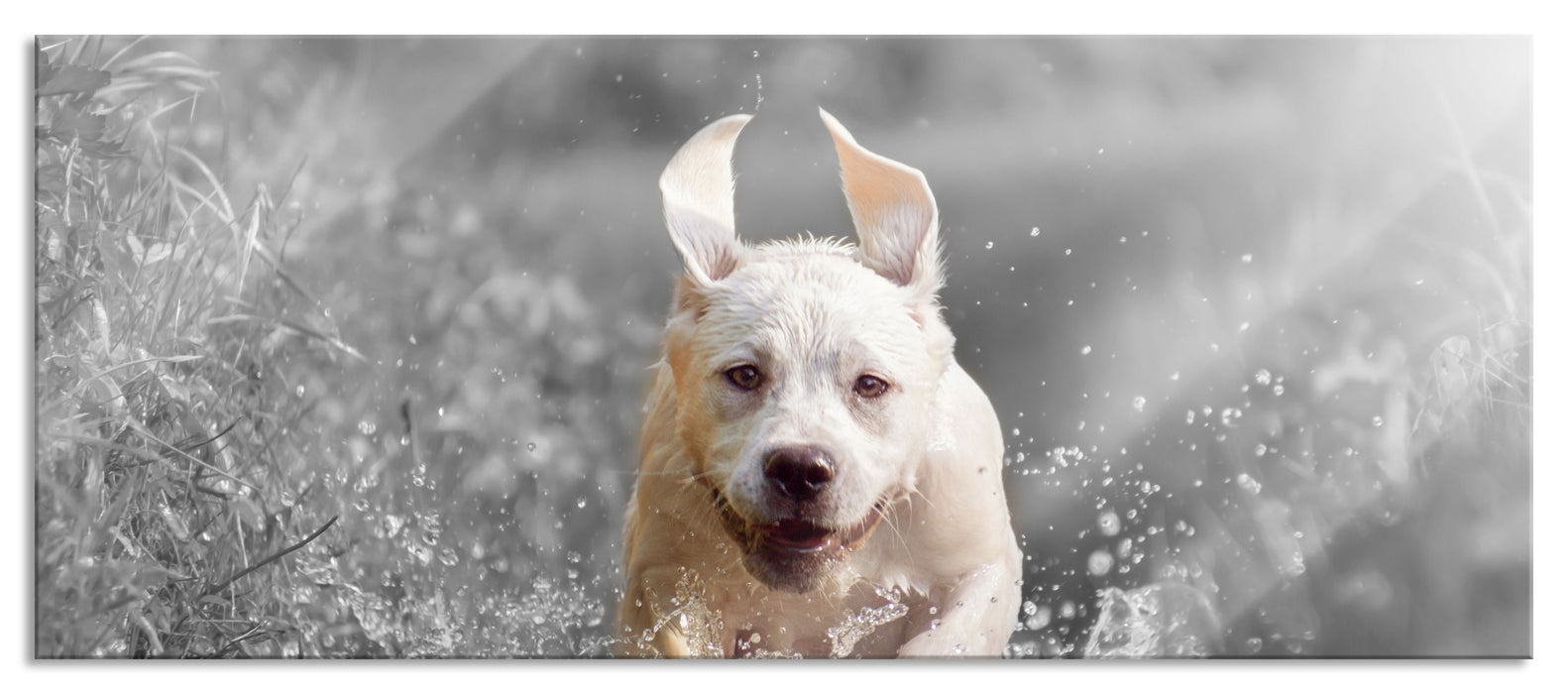 Pixxprint Labrador-Welpe Wasser, Glasbild Panorama