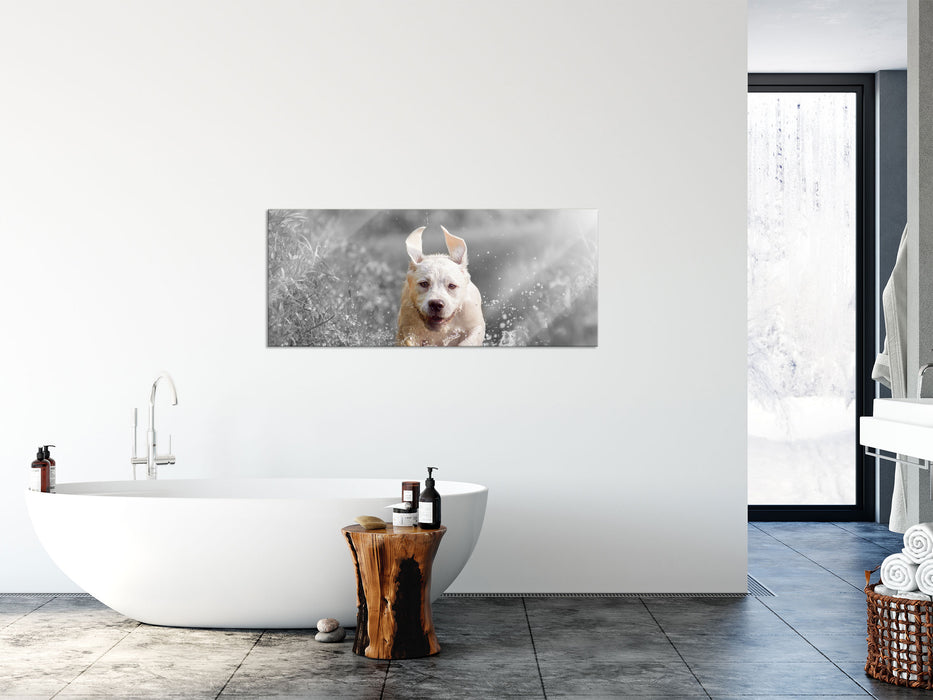 Labrador-Welpe Wasser, Glasbild Panorama