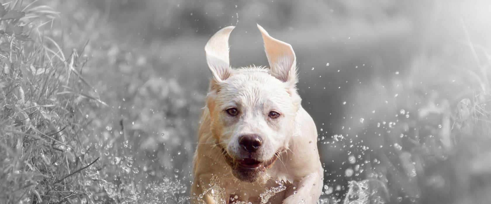 Labrador-Welpe Wasser, Glasbild Panorama