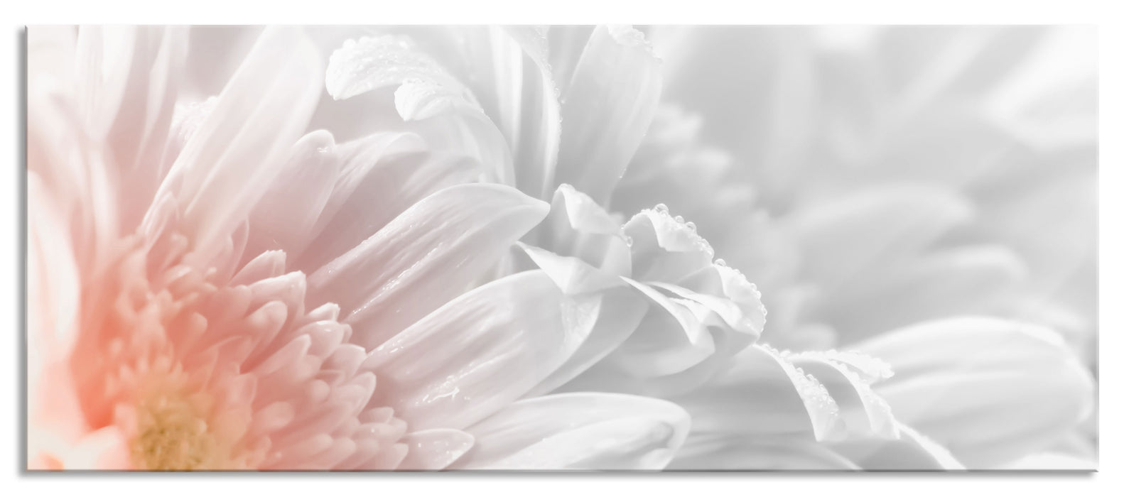 Pixxprint Gerbera-Blume, Glasbild Panorama