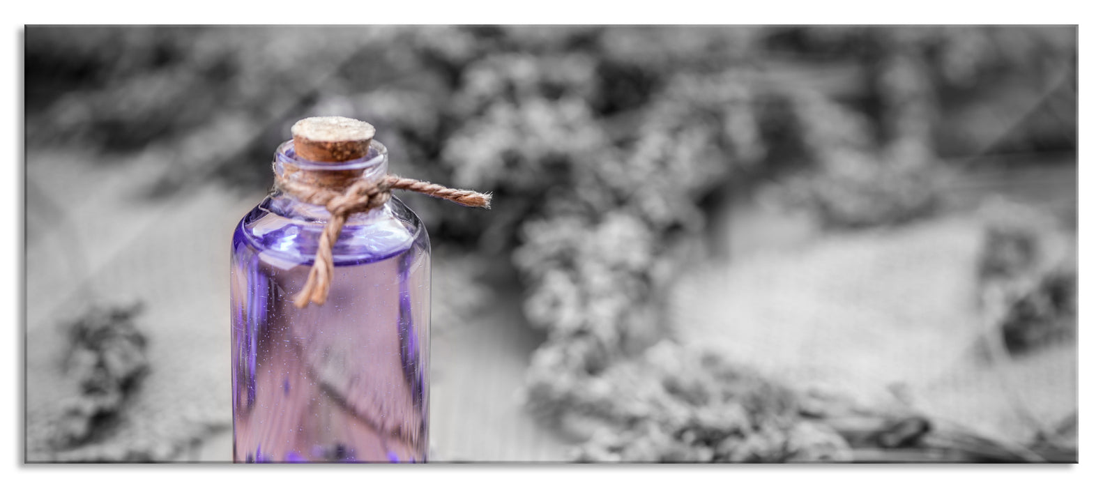 Pixxprint Frische Lavendelblüten, Glasbild Panorama