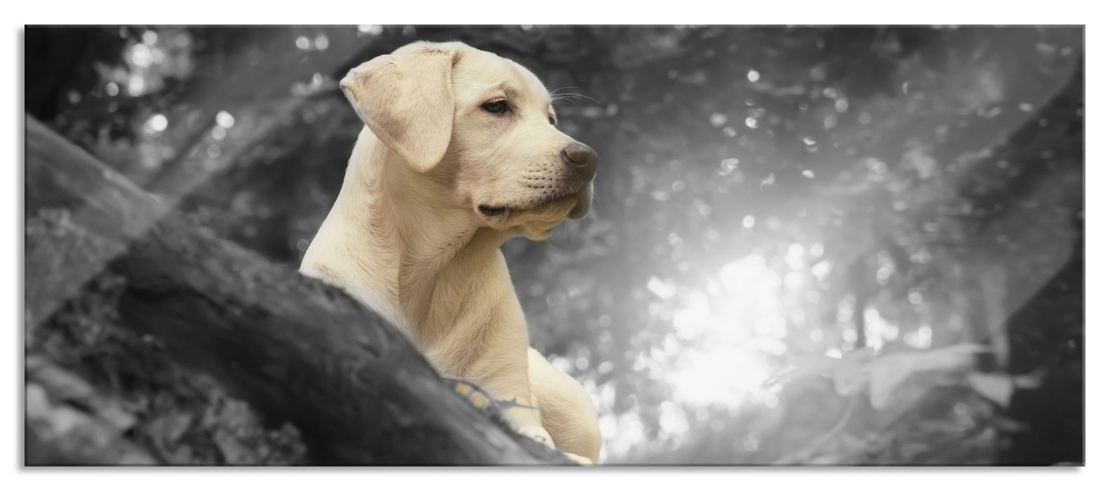 Pixxprint Labrador Welpe im Wald, Glasbild Panorama