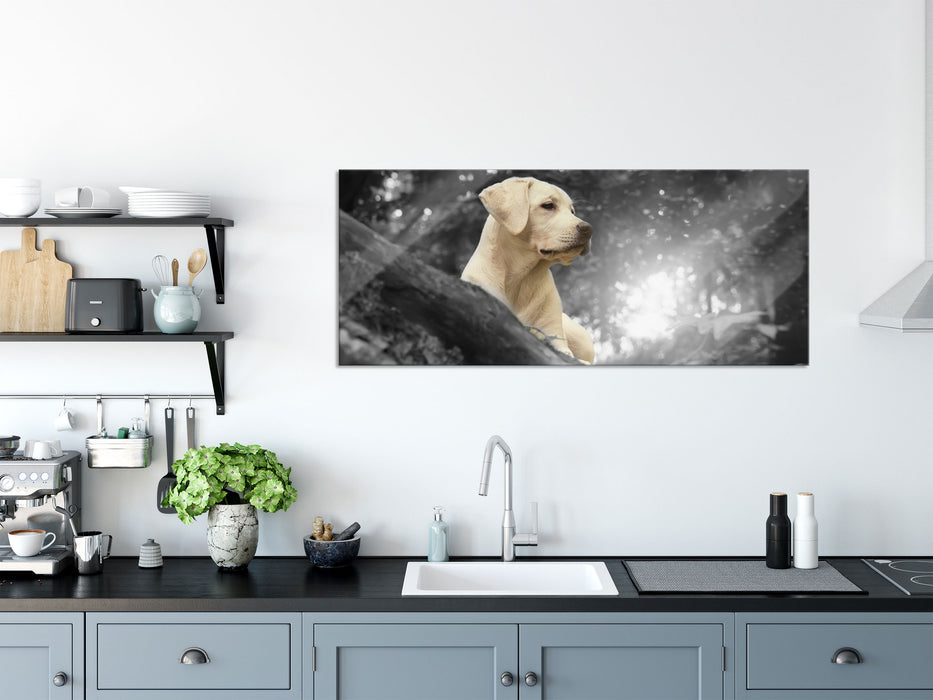 Labrador Welpe im Wald, Glasbild Panorama