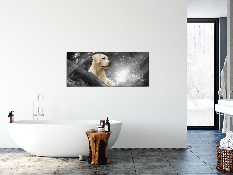 Labrador Welpe im Wald, Glasbild Panorama