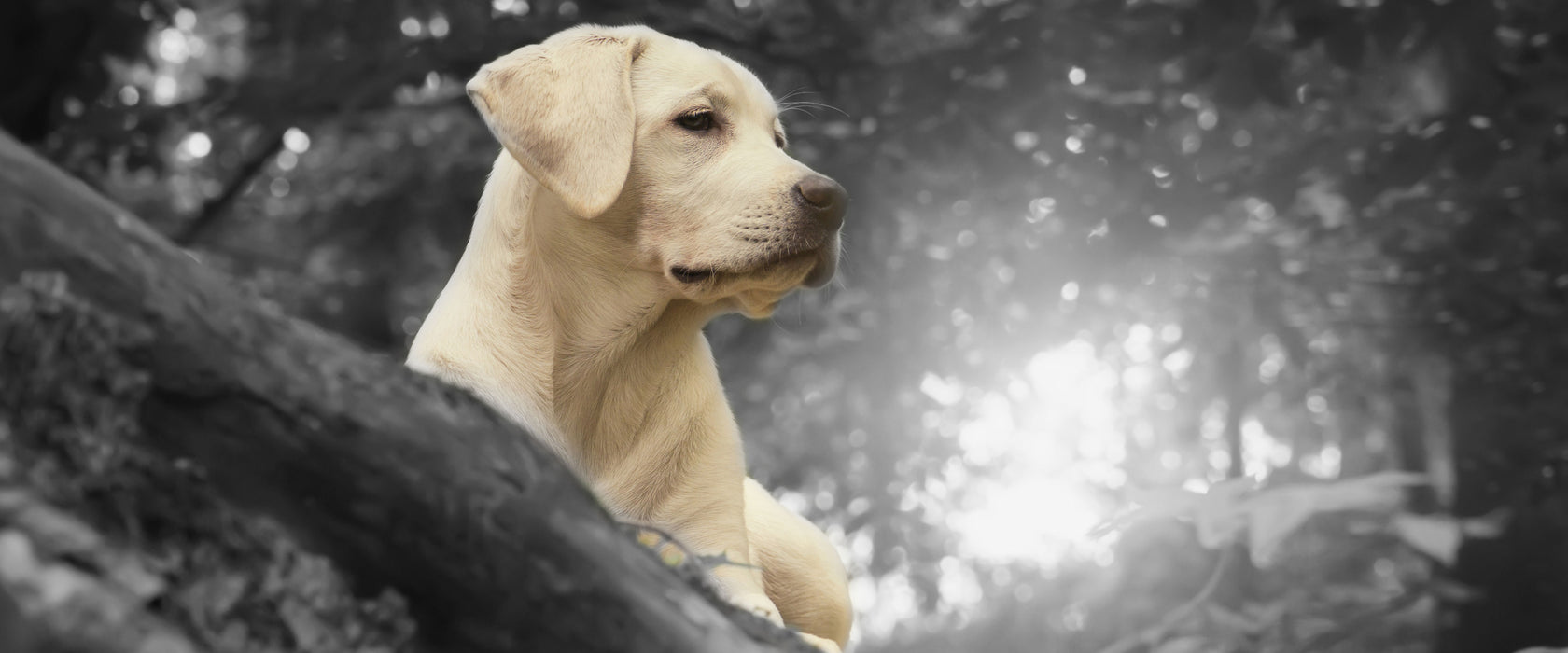 Labrador Welpe im Wald, Glasbild Panorama